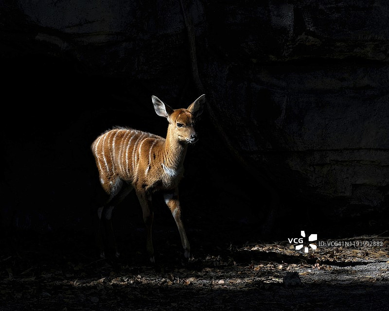 一只年轻的低地尼亚拉羚羊从阴影中走出图片素材