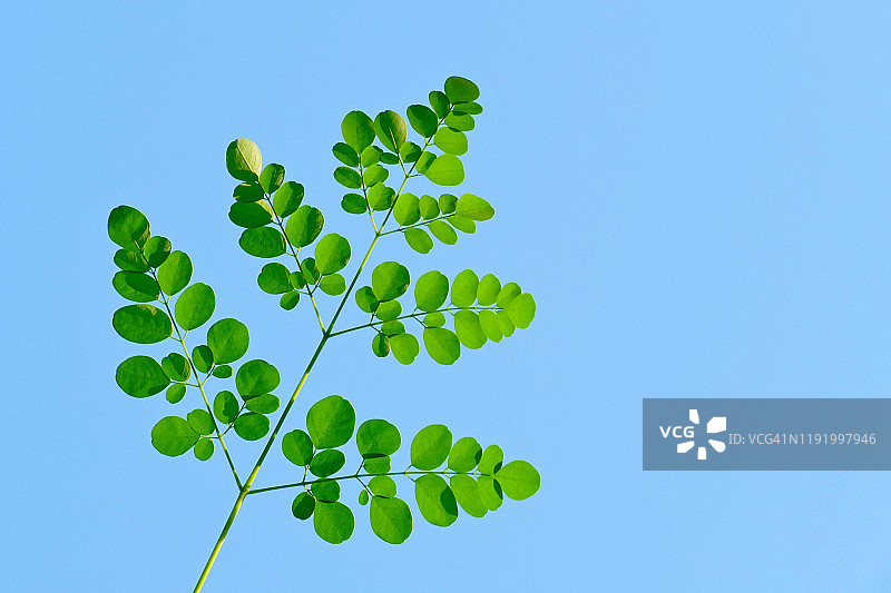 鼓槌树叶 - 阿育吠陀药物图片素材