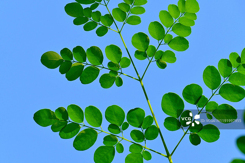 鼓槌树叶 - 阿育吠陀药物图片素材