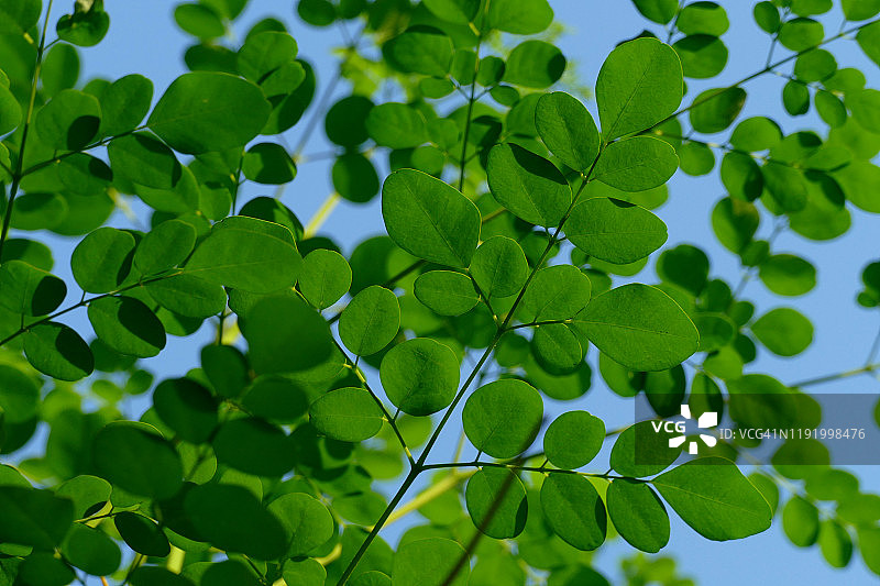 鼓槌树叶 - 阿育吠陀药物图片素材