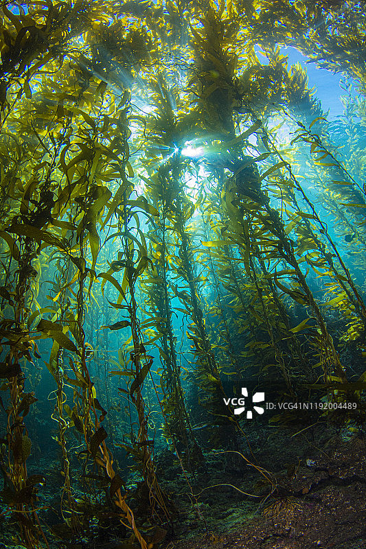 海带阳光照2022年11月22-19图片素材