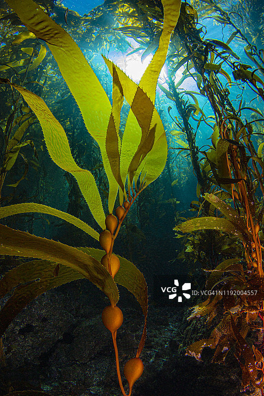 海带膀胱Nov22-19图片素材