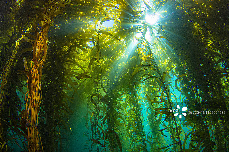 海带阳光图片素材