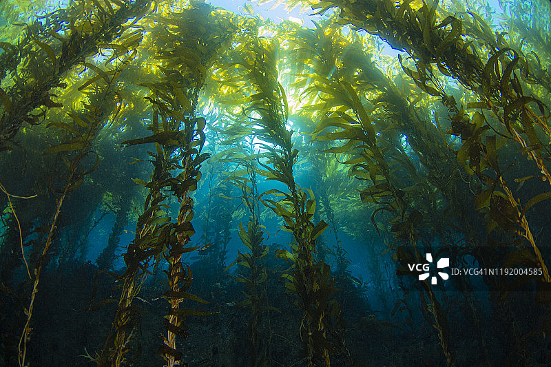 海带阳光11月22-19图片素材