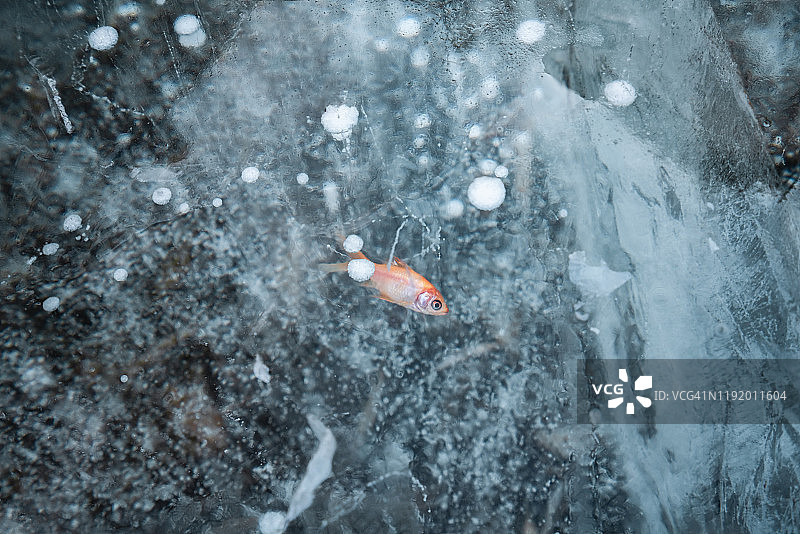 冰冻湖中的鱼（高角度拍摄）图片素材