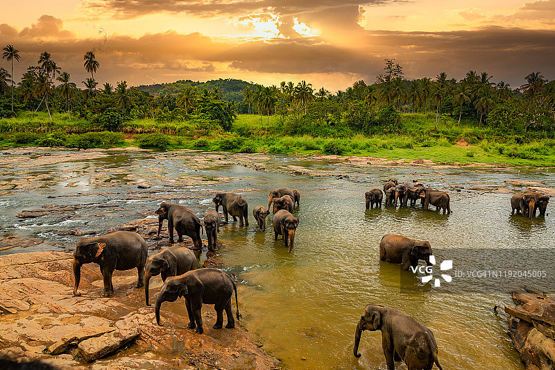 丛林河流中的象群，斯里兰卡品纳瓦拉大象孤儿院图片素材