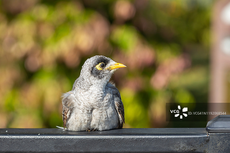 栖息在栅栏上的小鸟图片素材