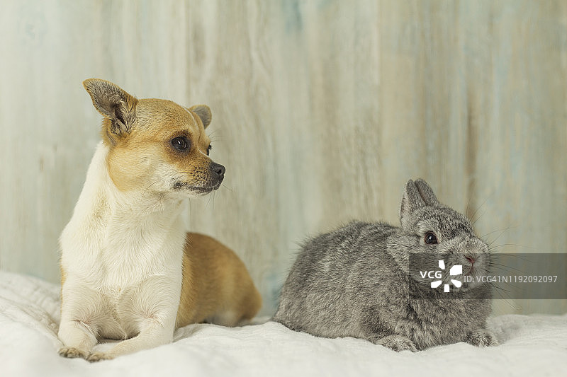 动物友谊图片素材