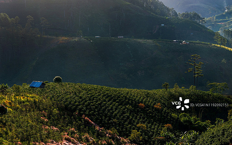 日出时分的咖啡农场和咖啡作物，摩卡和阿拉比卡咖啡图片素材