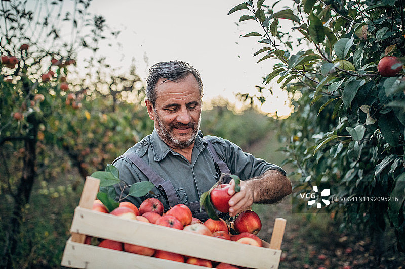 农民采摘苹果图片素材