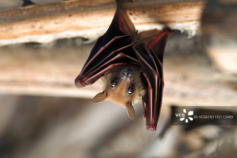 小蝙蝠挂在树上图片素材