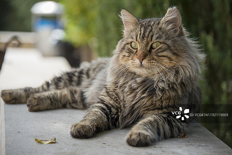 灰色漂亮的猫咪坐在街上图片素材