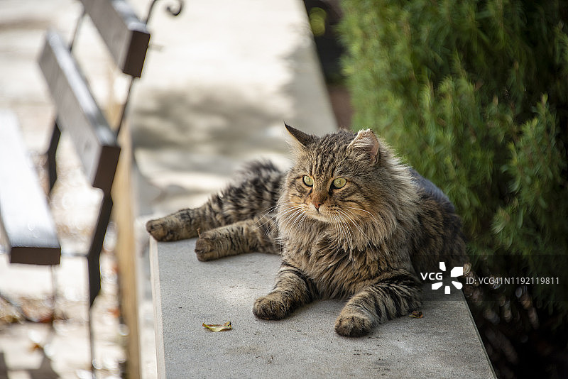 灰色漂亮的猫咪坐在街上图片素材