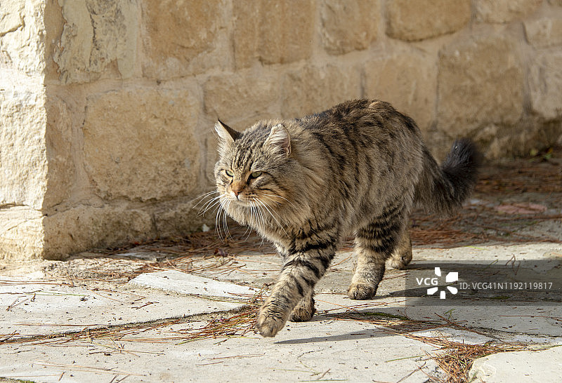 灰色漂亮的猫咪坐在街上图片素材