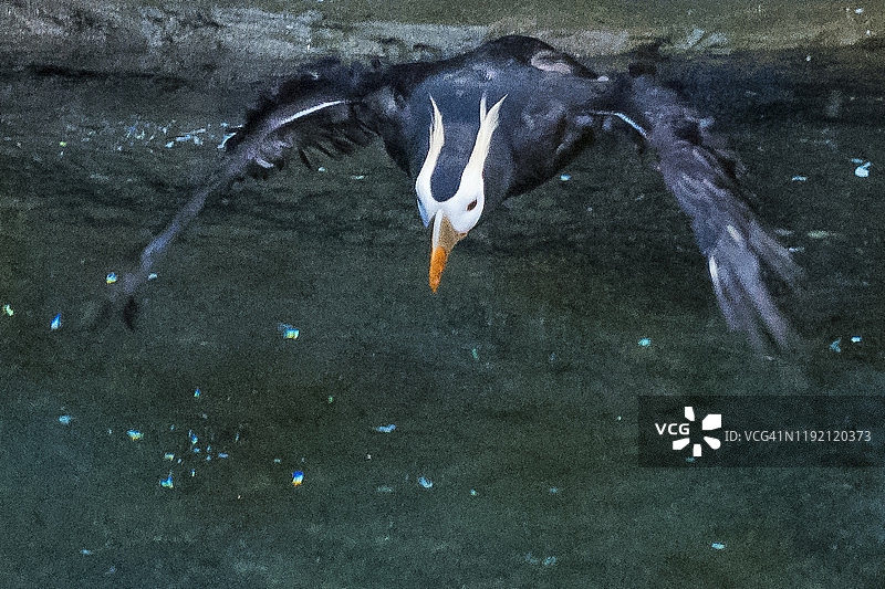 簇绒角嘴海雀图片素材