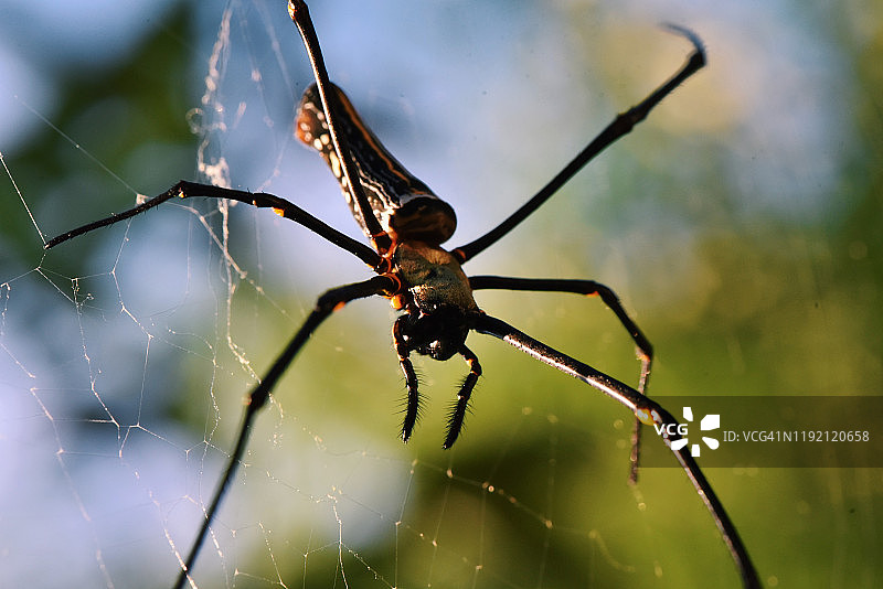 特写：在蜘蛛网中的木蜘蛛图片素材