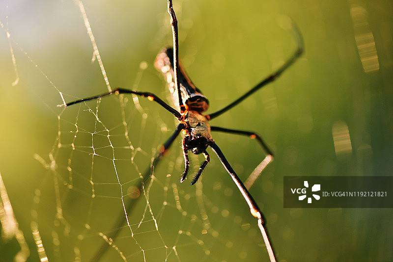 特写：在蜘蛛网中的木蜘蛛图片素材