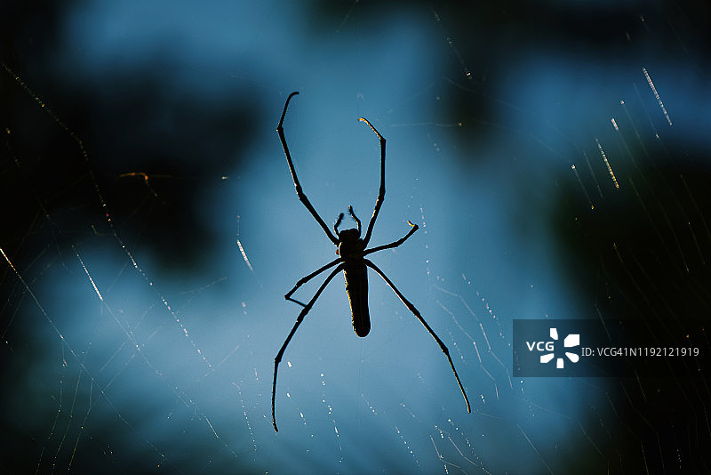 特写：在蜘蛛网中的木蜘蛛图片素材