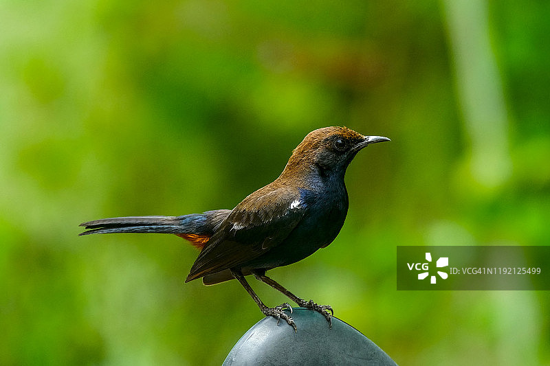 印度知更鸟素材照片图片素材