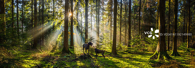 雾蒙蒙的清晨森林里的阳光与小狗全景图片素材