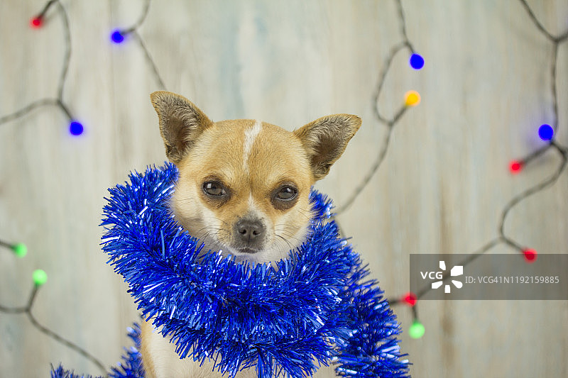脖子上挂着圣诞装饰带的狗图片素材