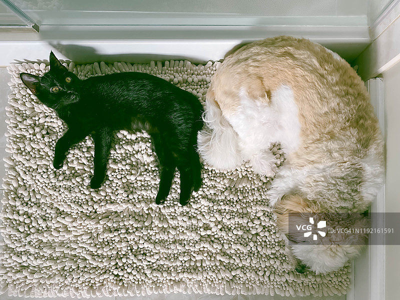 猫和狗躺在浴室地毯上的鸟瞰视角图片素材