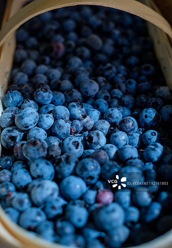 一篮子熟透多汁的夏天蓝莓图片素材