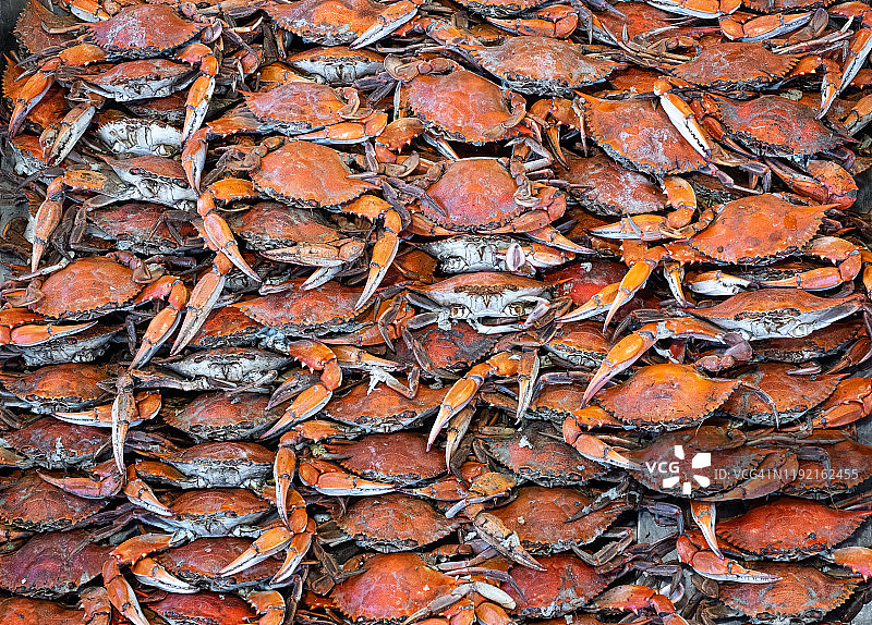 一蒲式耳蒸熟的马里兰蓝蟹图片素材