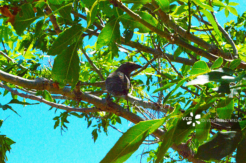 只知更鸟》图片素材