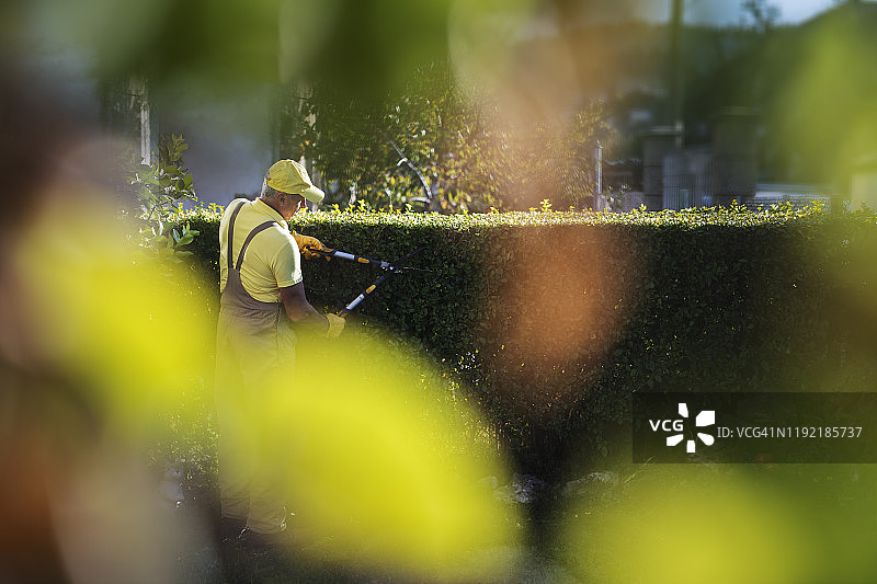 园丁在花园里修剪树篱图片素材