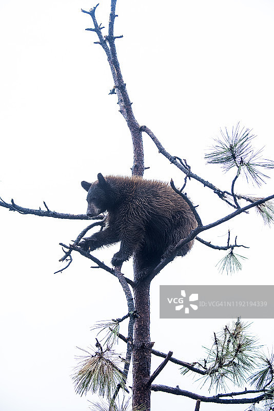 美国黑熊图片素材