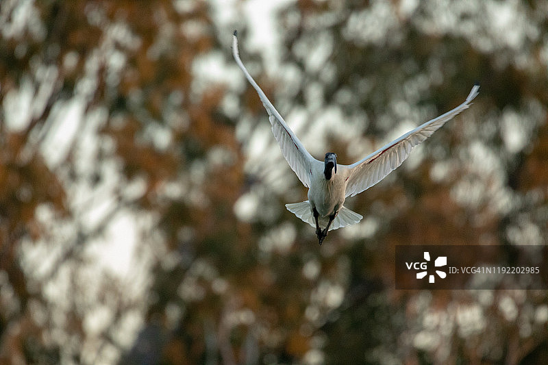 澳洲白鹮图片素材
