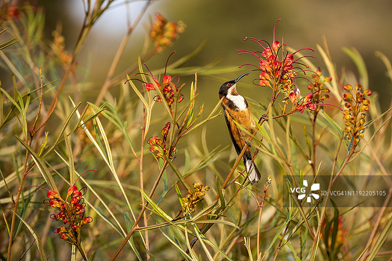 东方蜜雀图片素材