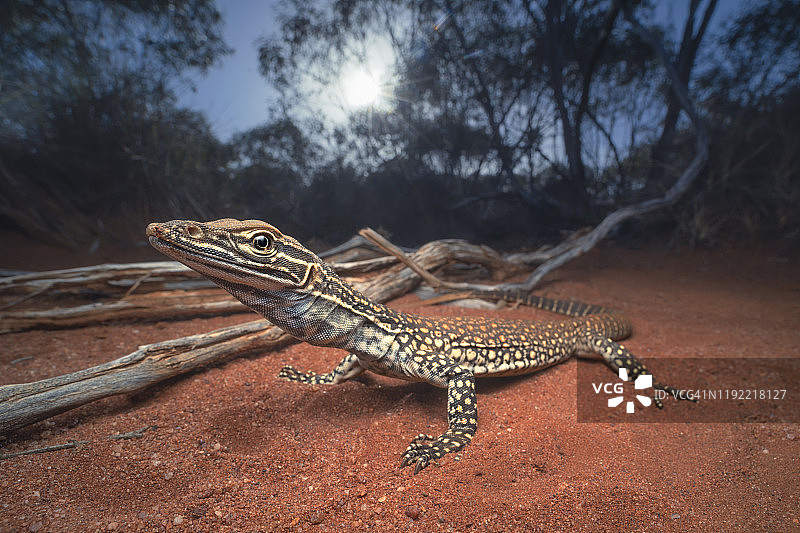沙巨蜥在黎明时分的桉树栖息地图片素材