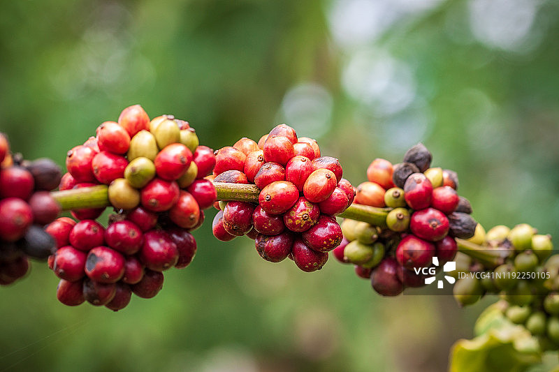 新鲜咖啡果图片素材