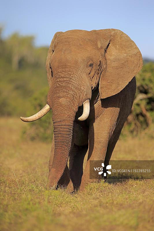 非洲象（非洲象），成年个体在南非东开普省的阿多大象国家公园觅食图片素材