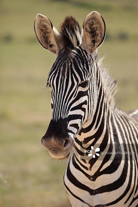山斑马（成年，动物肖像），山斑马国家公园，南非东开普省图片素材