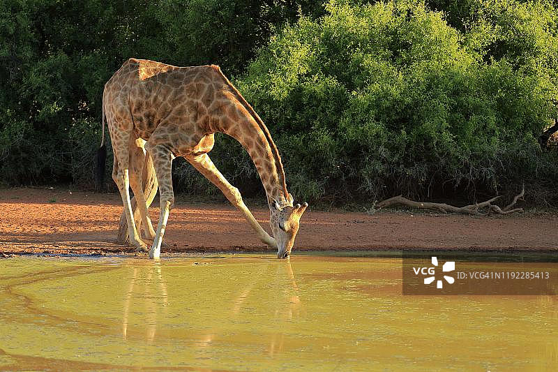长颈鹿在茨瓦卢禁猎区水坑饮水，南非图片素材