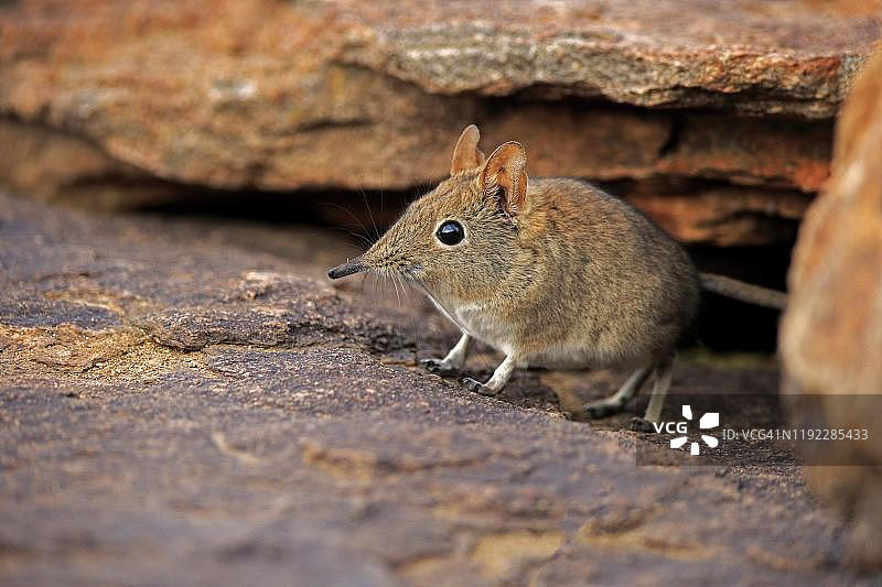 短耳象鼩，成年，岩石之间，专注，山斑马国家公园，南非东开普省图片素材