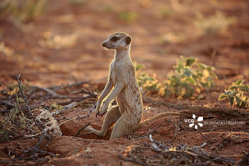 南非北开普卡拉哈里，动物洞穴旁的成年警惕猫鼬图片素材