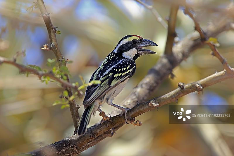 栖息在树枝上的非洲金背拟鴷图片素材