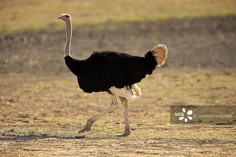 南非鸵鸟，成年雄性，奔跑觅食，山斑马国家公园，南非东开普省图片素材