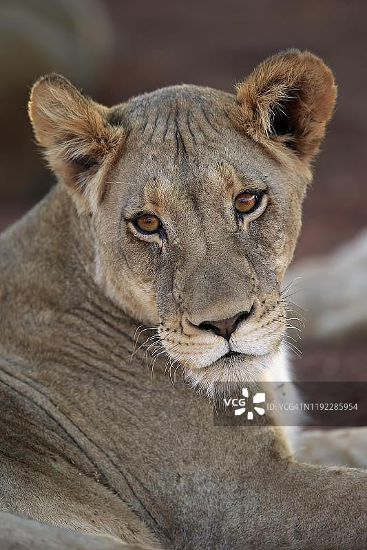 成年母狮(Panthera leo),动物肖像,南非北开普省卡拉哈里茨瓦卢禁猎区图片素材