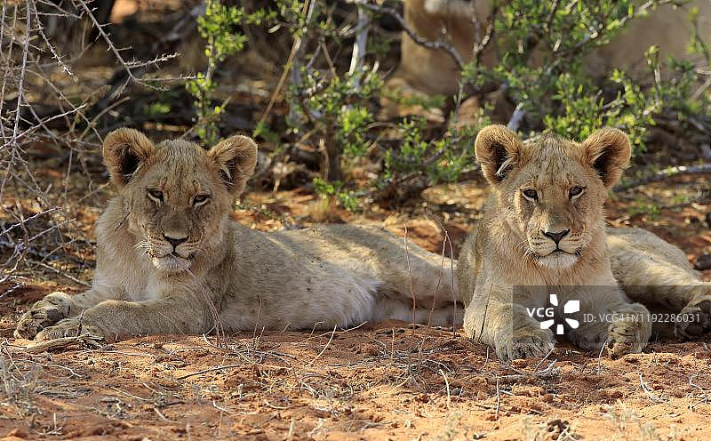 狮子，两只幼狮在南非卡拉哈里茨瓦鲁禁猎区阴凉处休息图片素材