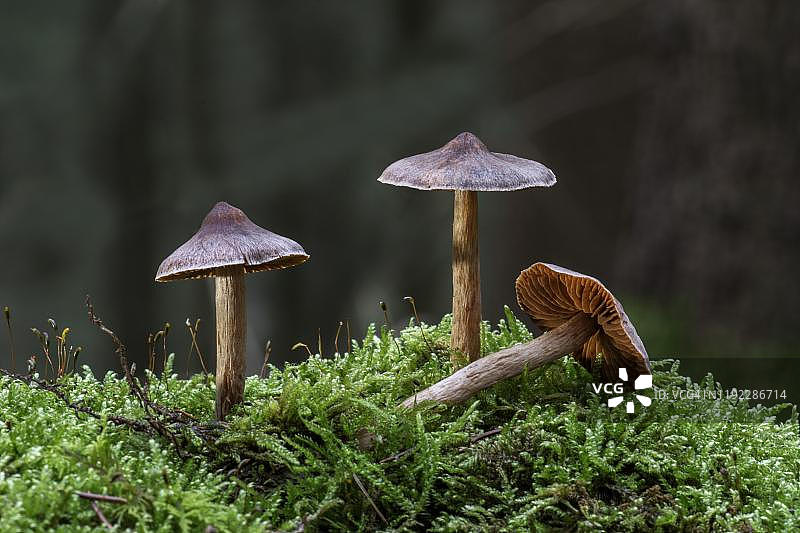 丝膜菌属，德国巴登-符腾堡州苔藓中的蘑菇群图片素材