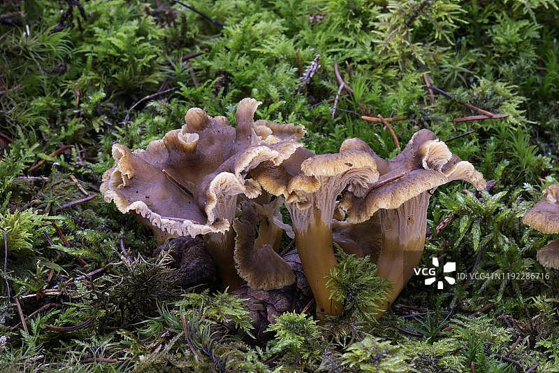 苔藓中的黄脚菌，德国巴登-符腾堡州图片素材