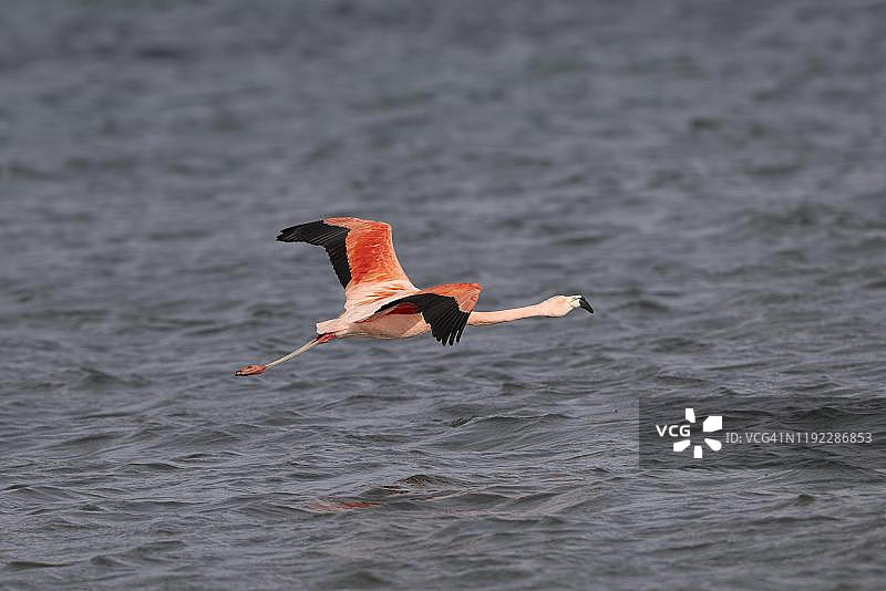 智利火烈鸟水面飞行图片素材