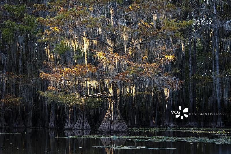 阿查法拉亚盆地的秋季落羽杉图片素材