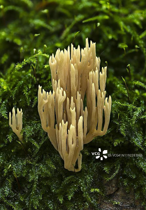 苔藓上的易碎珊瑚菌（Phaeoclavulina flaccida），不可食用，德国黑森州图片素材