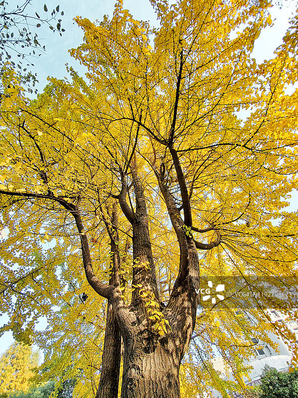 秋季中国杭州的金色银杏树图片素材